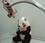 �y�b�g�p�_�f�}�X�N