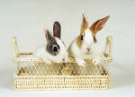 小動物ウサギ用酸素ケアハウスはメディアプラネット